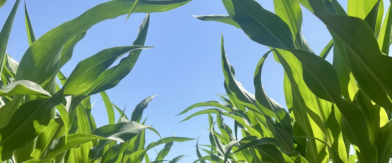 View down a row of vegetative-stage corn against a clear blue sky
