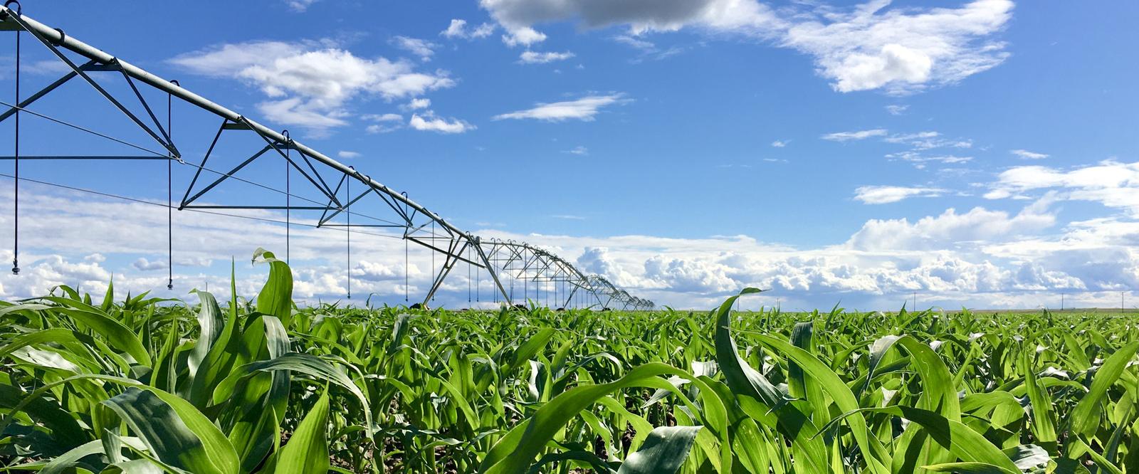 A center pivot irrigation span stretching across a corn field under a blue sky with scattered clouds