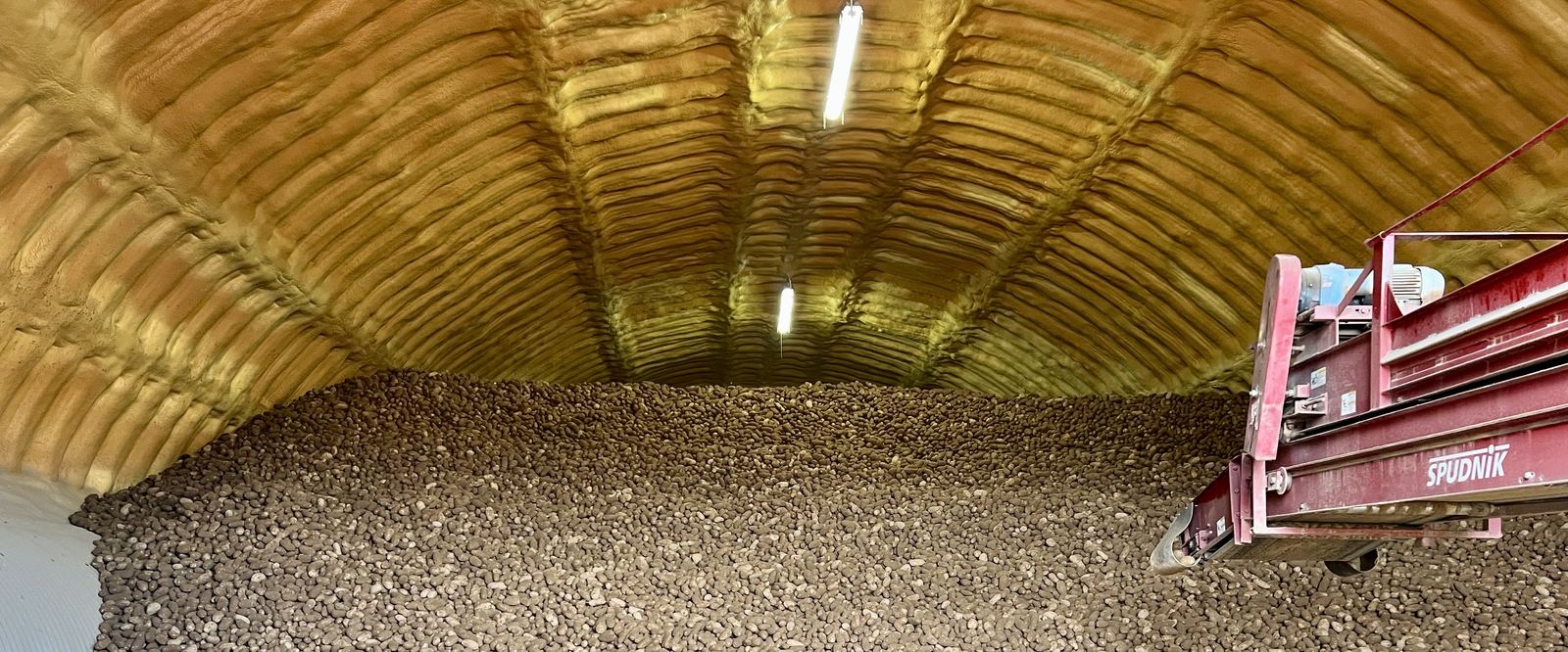 A large pile of harvested russet potatoes inside a Quonset-style storage building with a Spudnik piler